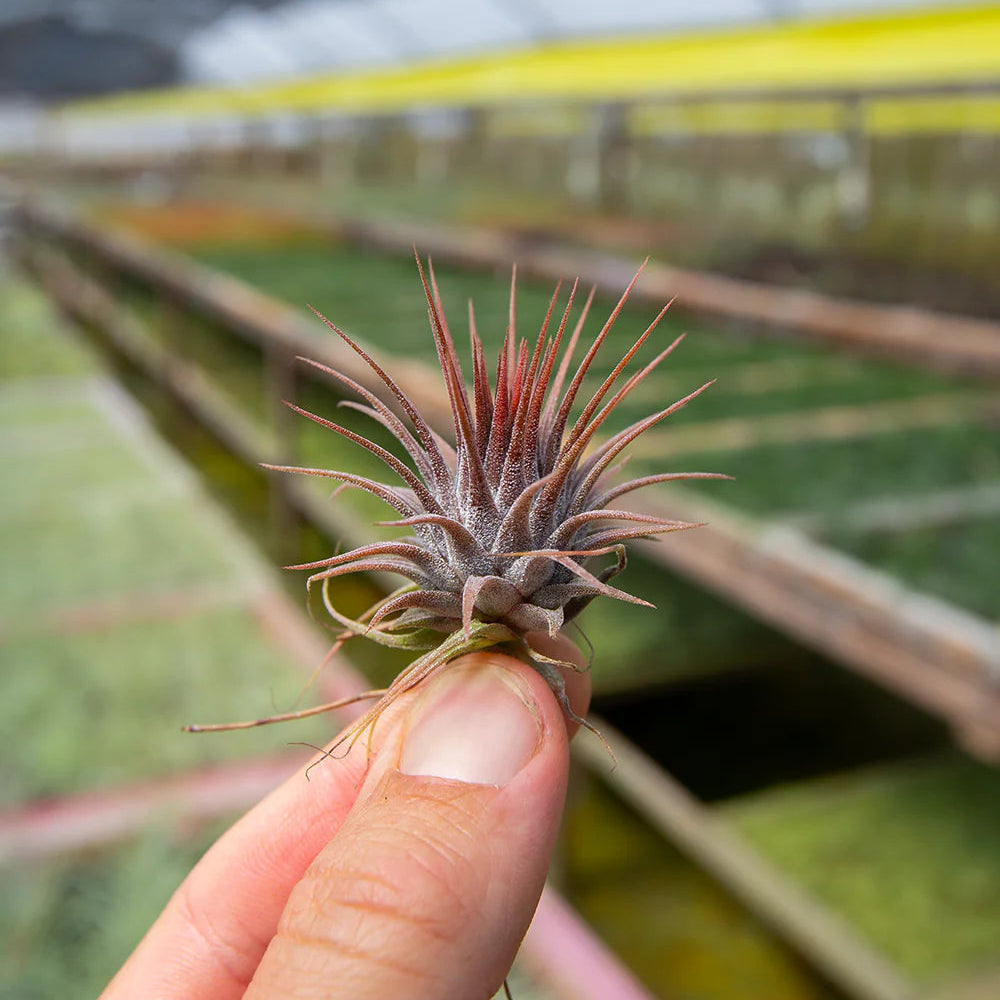 Ionantha rosita