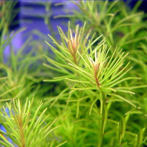 Rotala nanjenshan - bunch