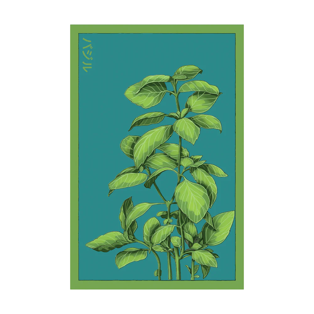Seed - Basil Herb