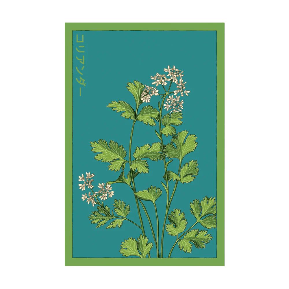 Seed - Cilantro