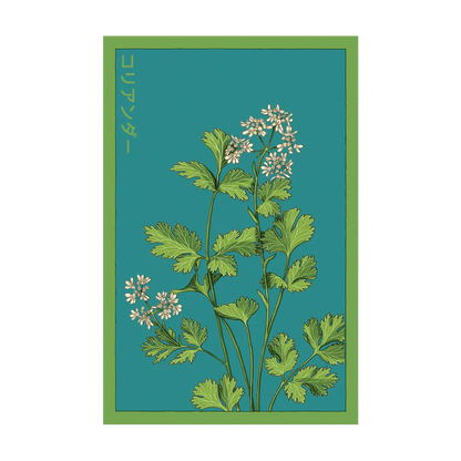 Seed - Cilantro