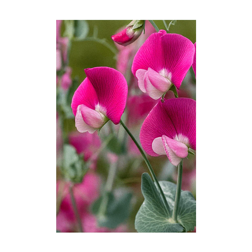 Seed - Sweet Peas