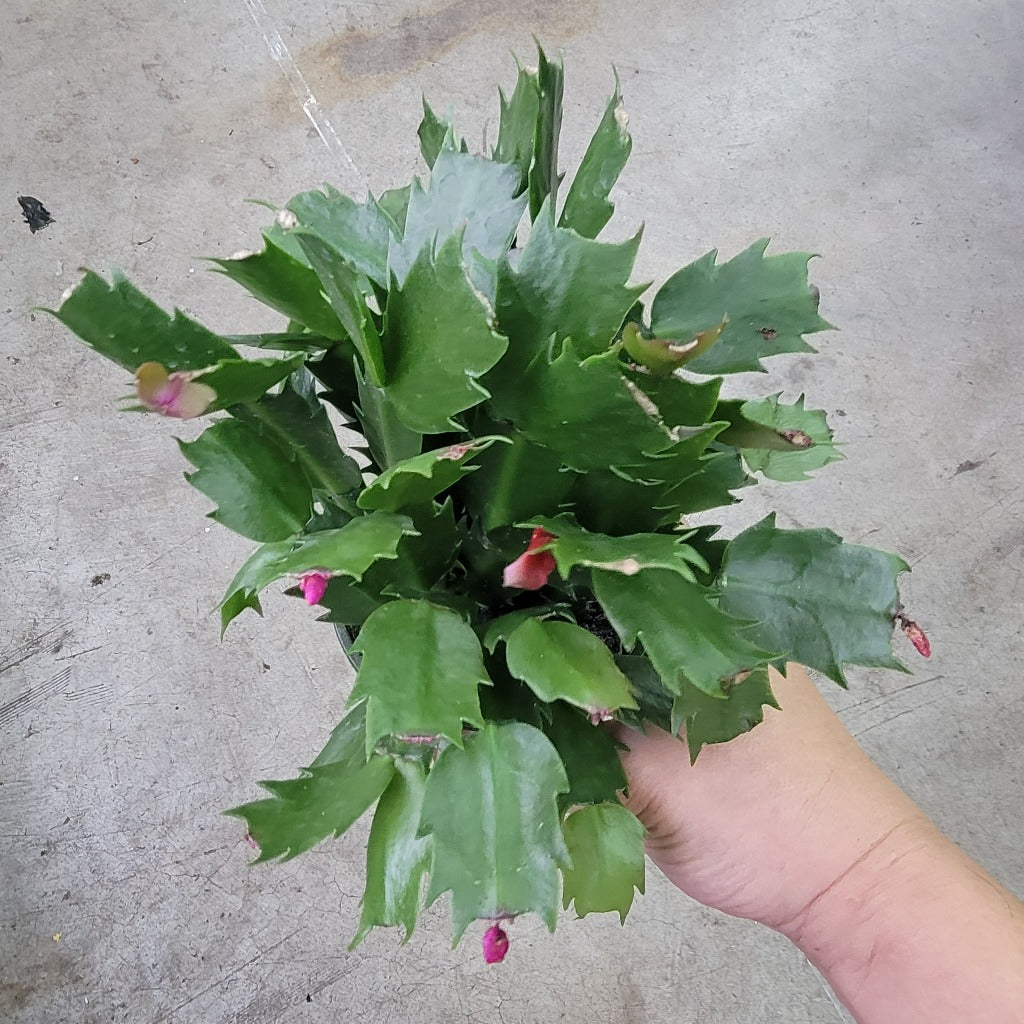 Schlumbergera truncata  - 4