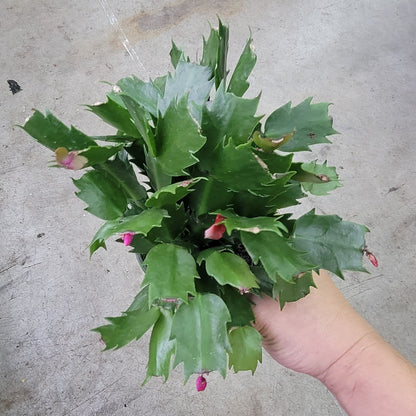 Schlumbergera truncata  - 4"