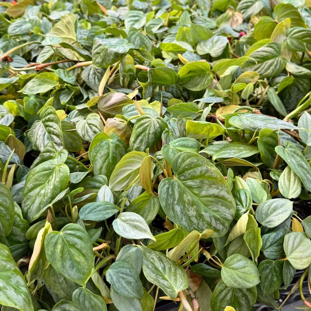 Philodendron 'Majestic' - 4"