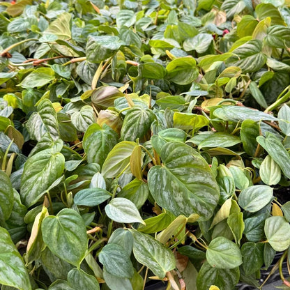 Philodendron 'Majestic' - 4"