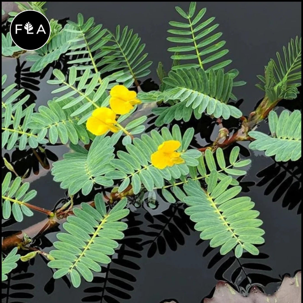 Neptunia aquatica