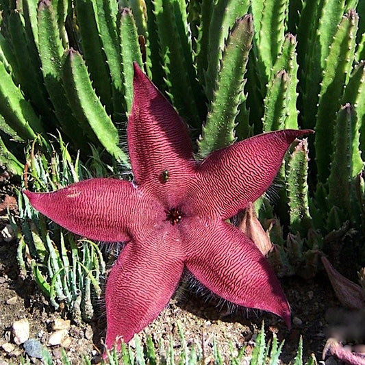 Stapelia hirsuta - 4"
