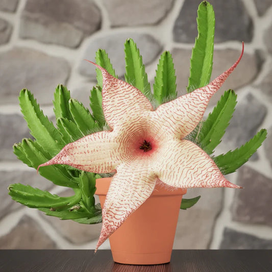 Stapelia gigantea - 4"