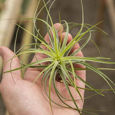 Stricta Lite Green - Large