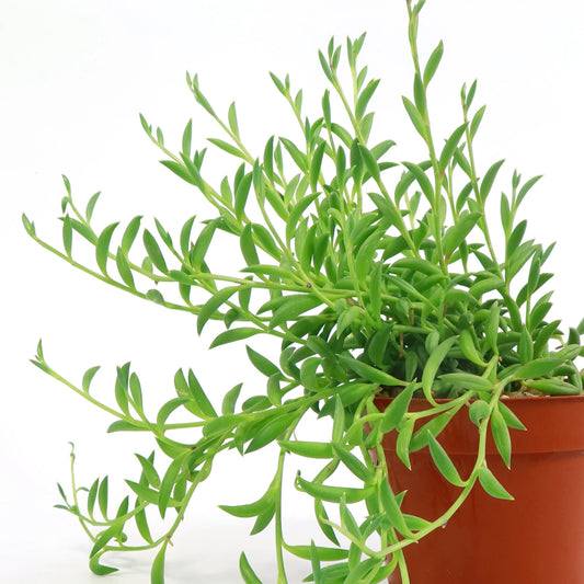 String of Bananas - 8" HB