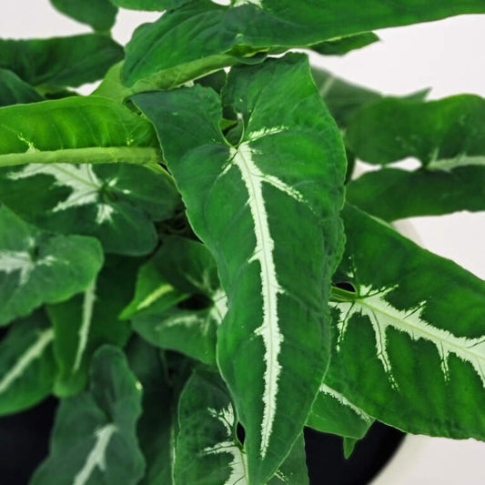 Syngonium wendlandii 'Silver Goose' - 4"