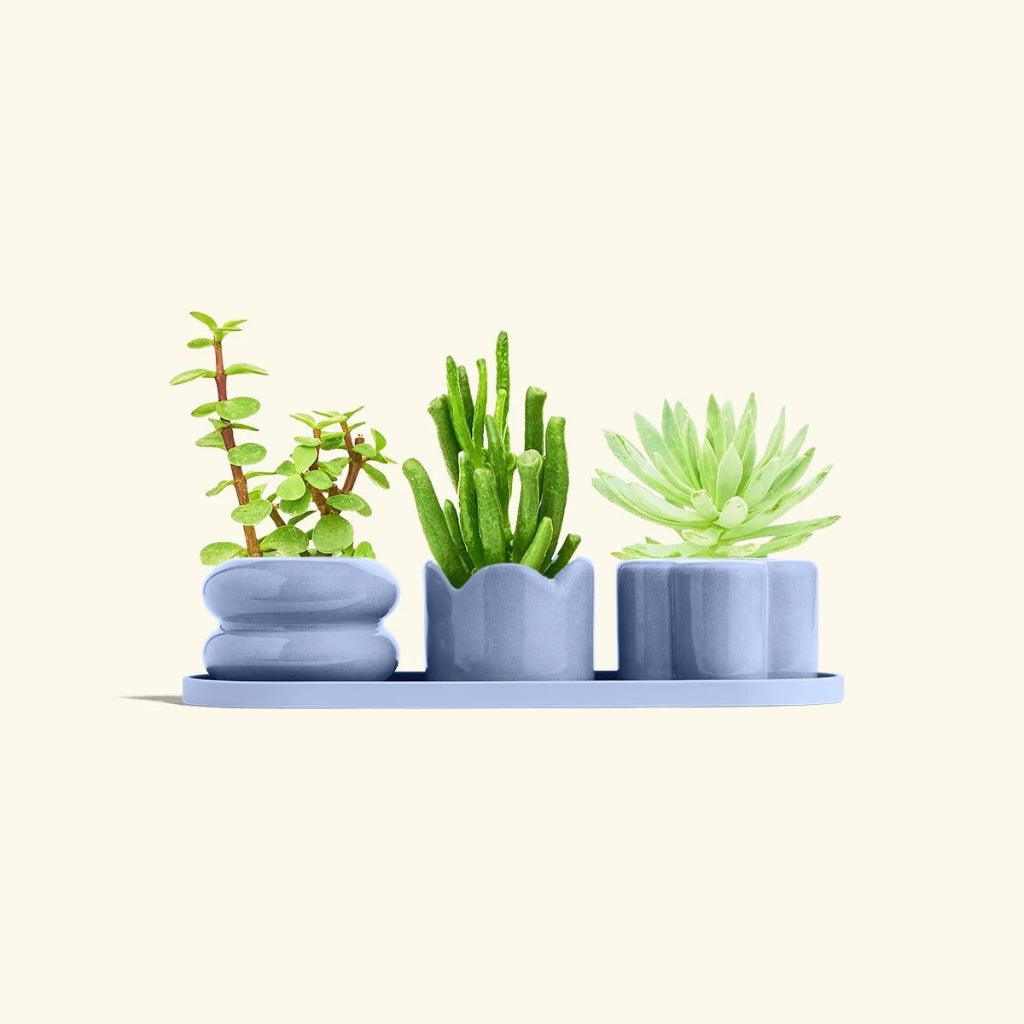 Mini Planter Trio