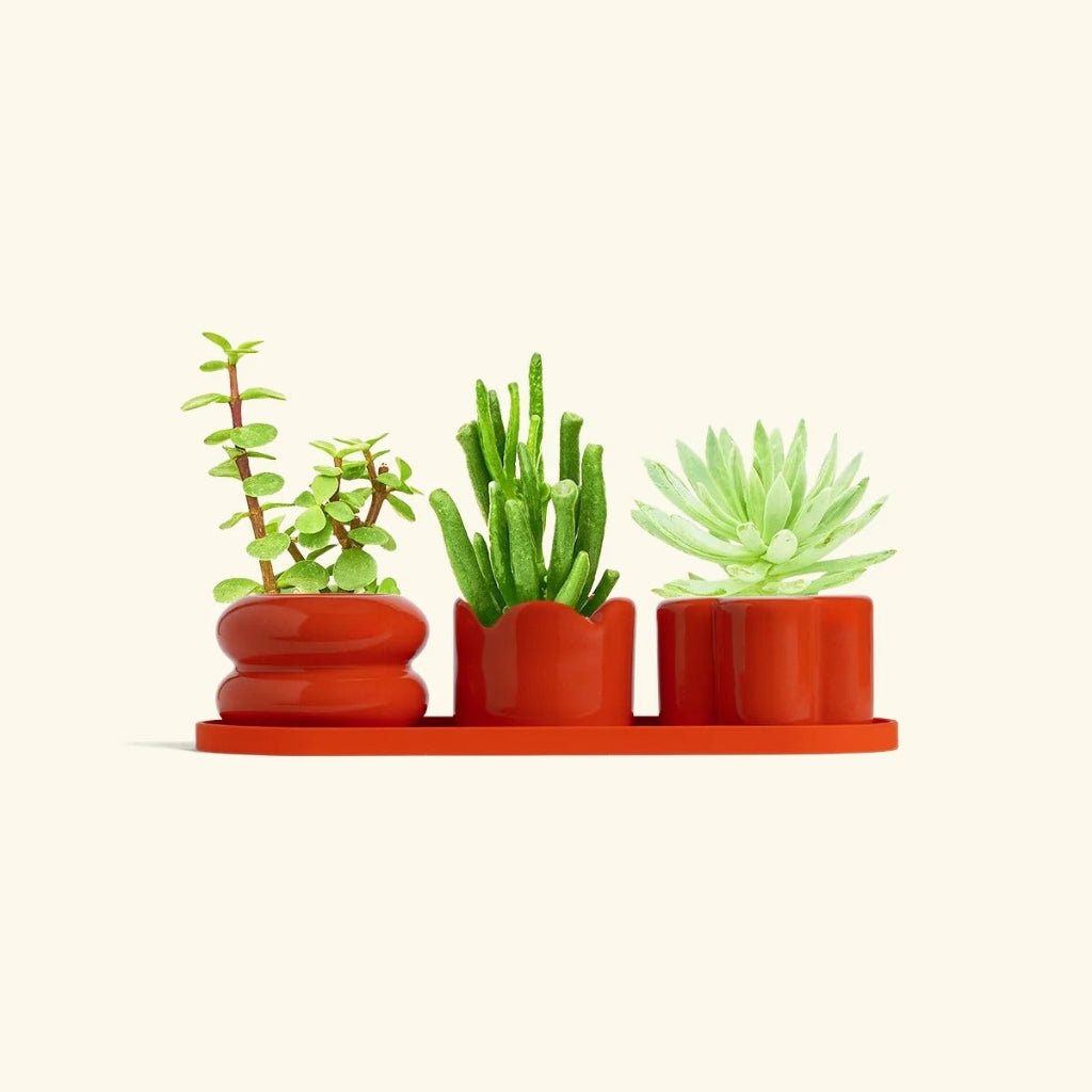 Mini Planter Trio