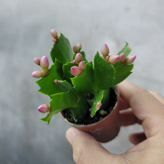 SMALL PLANTS - CHRISTMAS CACTUS - 2"