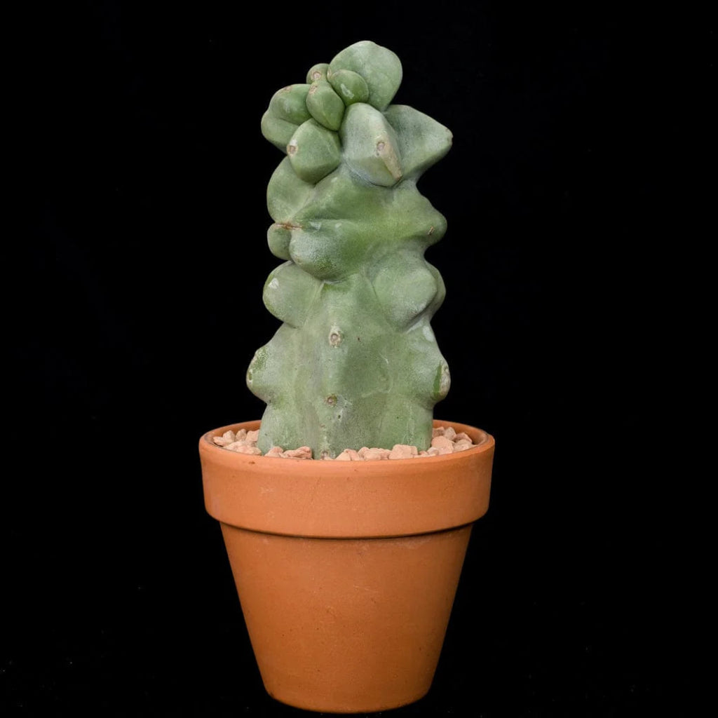 Lophocereus schottii var. monstrosus - 8"