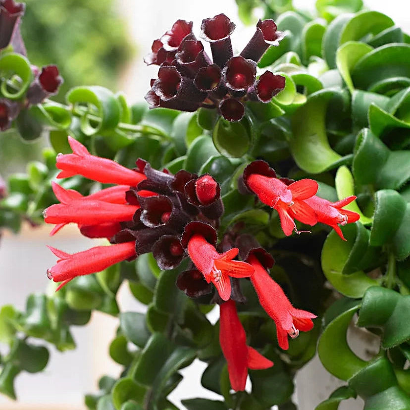 Aeschynanthus 'Twister' - 4"