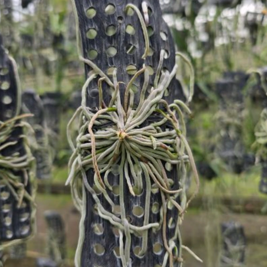 Chiloschista parishii 'Suan Phueng'