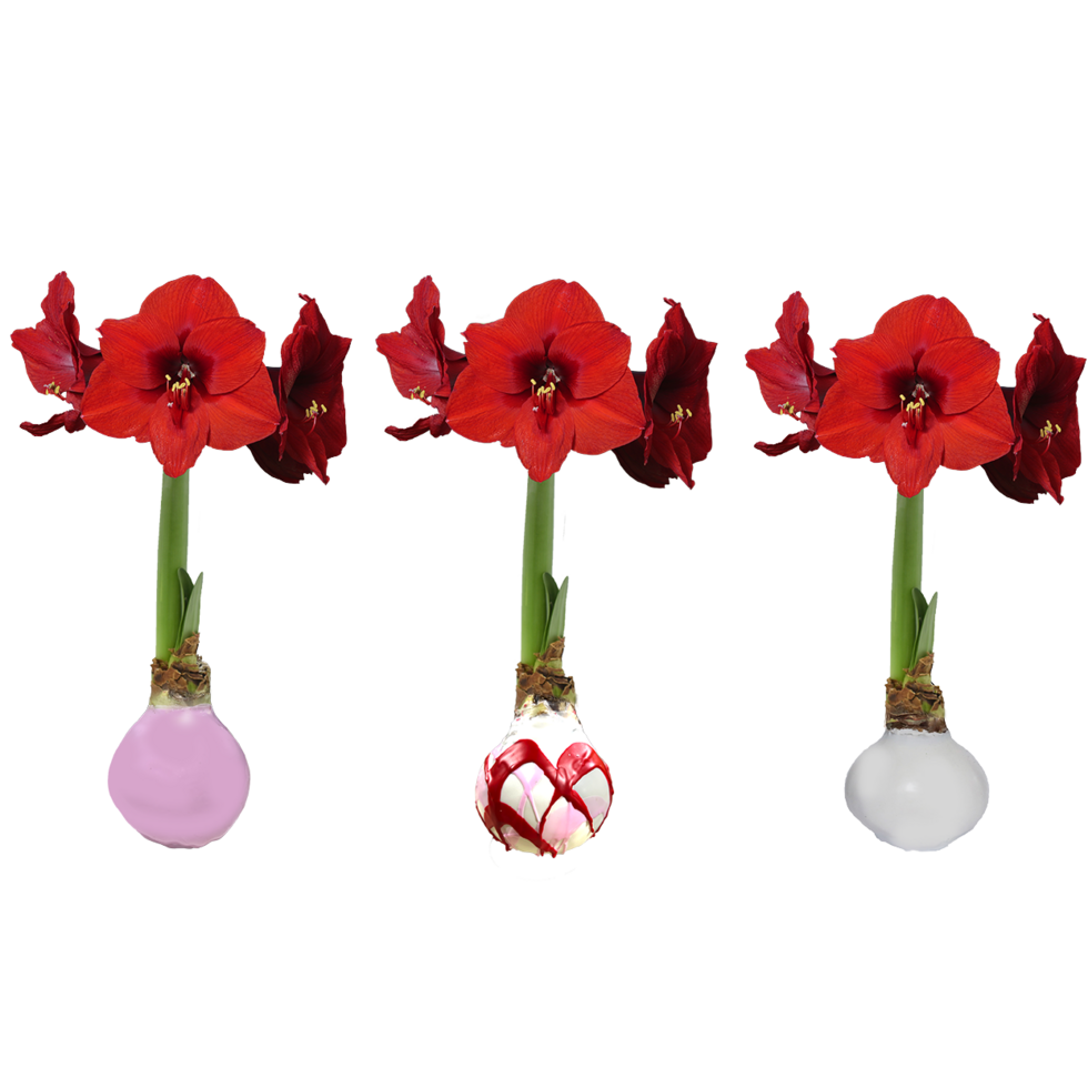 Vday - amaryllis assort