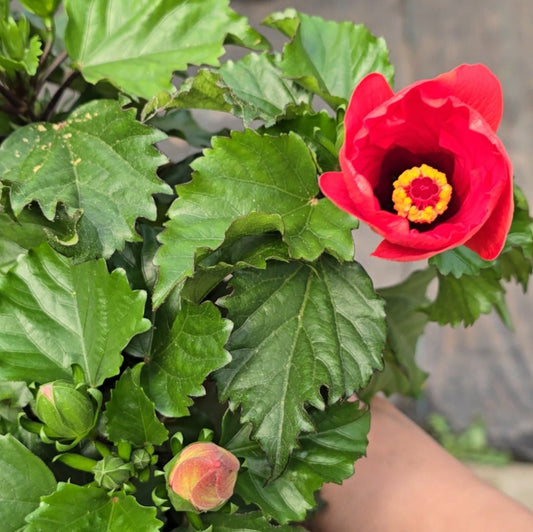 Hibiscus rosa-sinensis - 6"
