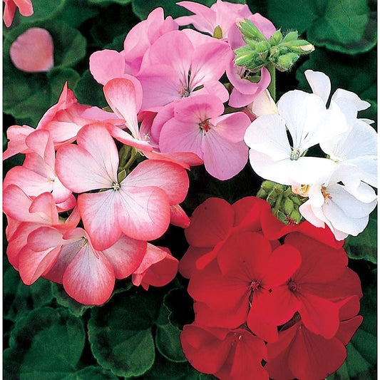 Zonal Geranium - Assorted  4"