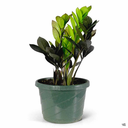 Zamioculcas zamiifolia  'Oscura' - 4"