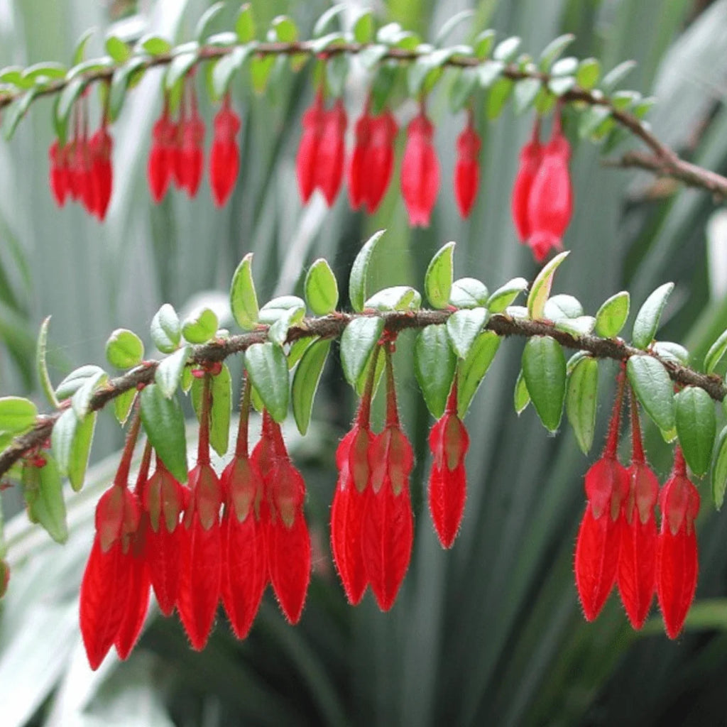 agapetes serpens - 3"