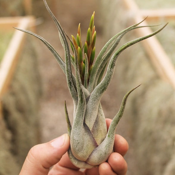 AIRPLANTS - 0902 - CAPUT MEDUSAE 4-5"