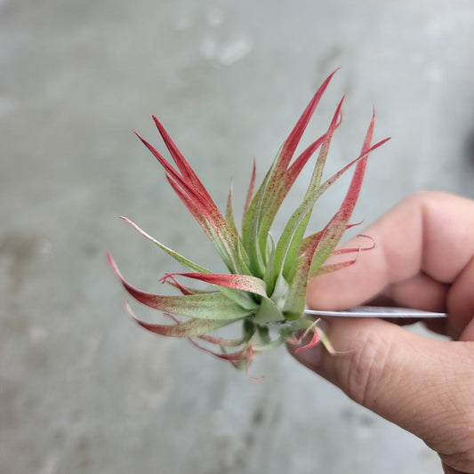 AIRPLANTS - Capitata Red (3-4") Enhanced