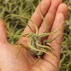 Airplants - Bundle & Save