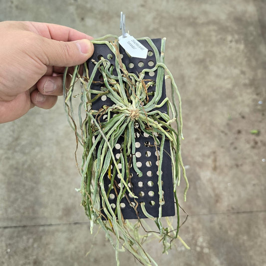 AIRPLANTS - Chiloschista Parishii 'Kanchanaburi'