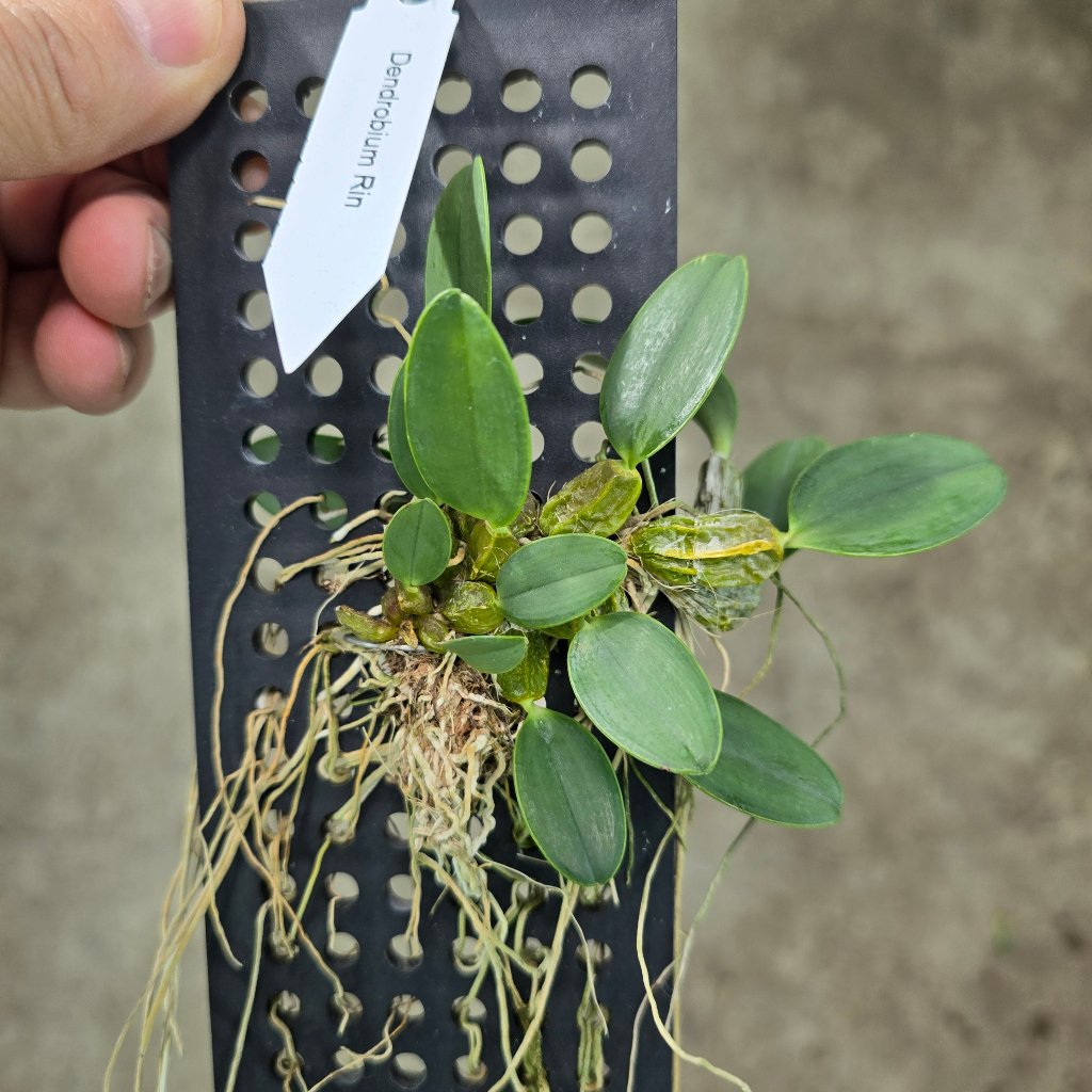 AIRPLANTS - Dendrobium Rin