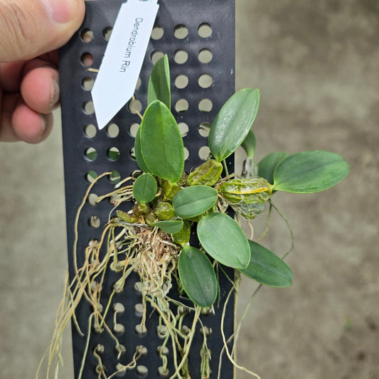 AIRPLANTS - Dendrobium Rin