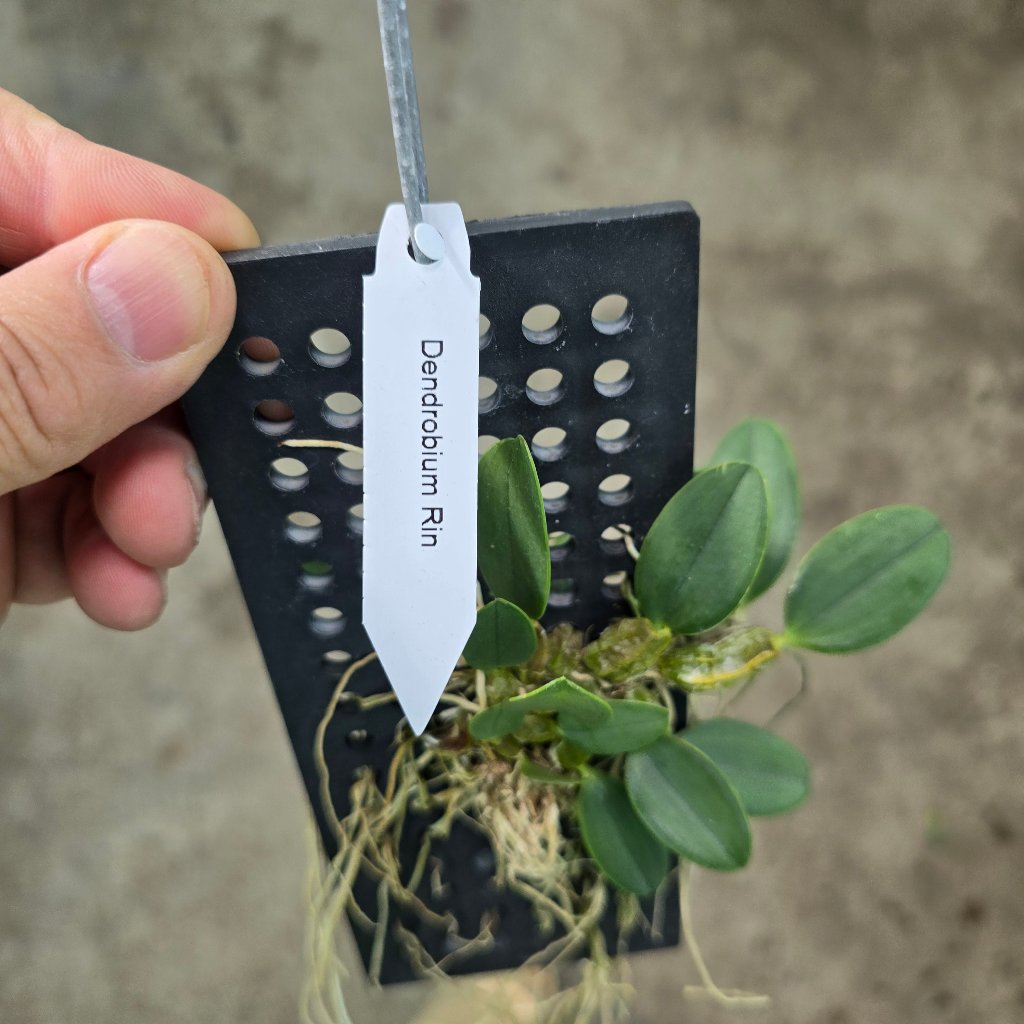 AIRPLANTS - Dendrobium Rin