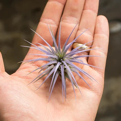 AIRPLANTS - Ionantha Lilac LG (enhanced)