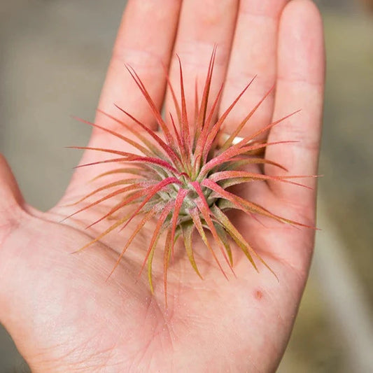 AIRPLANTS - Ionantha Red LG (enhanced)