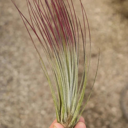 Juncea red (10-12