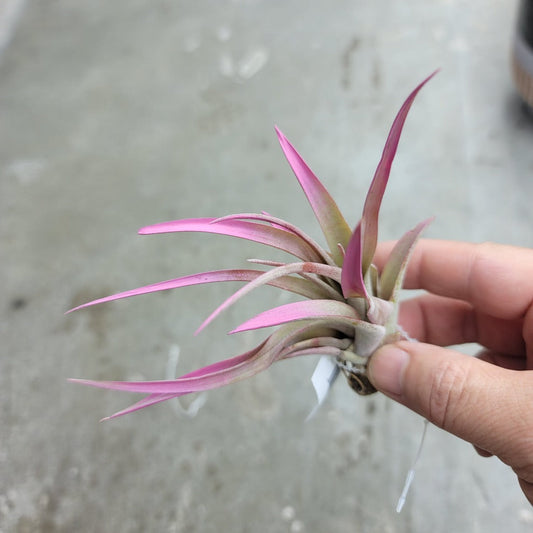 AIRPLANTS - T. Capitata Raspberry (4-5") Enhanced