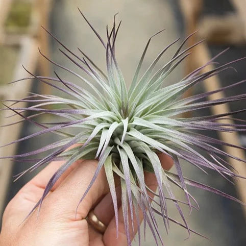 AIRPLANTS - T. Houston Purple (5-6") Enhanced