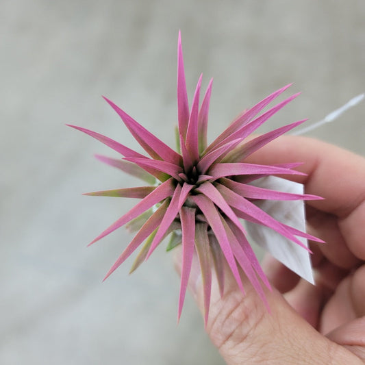 AIRPLANTS - T. Raspberry Rubra (2-3") Enhanced