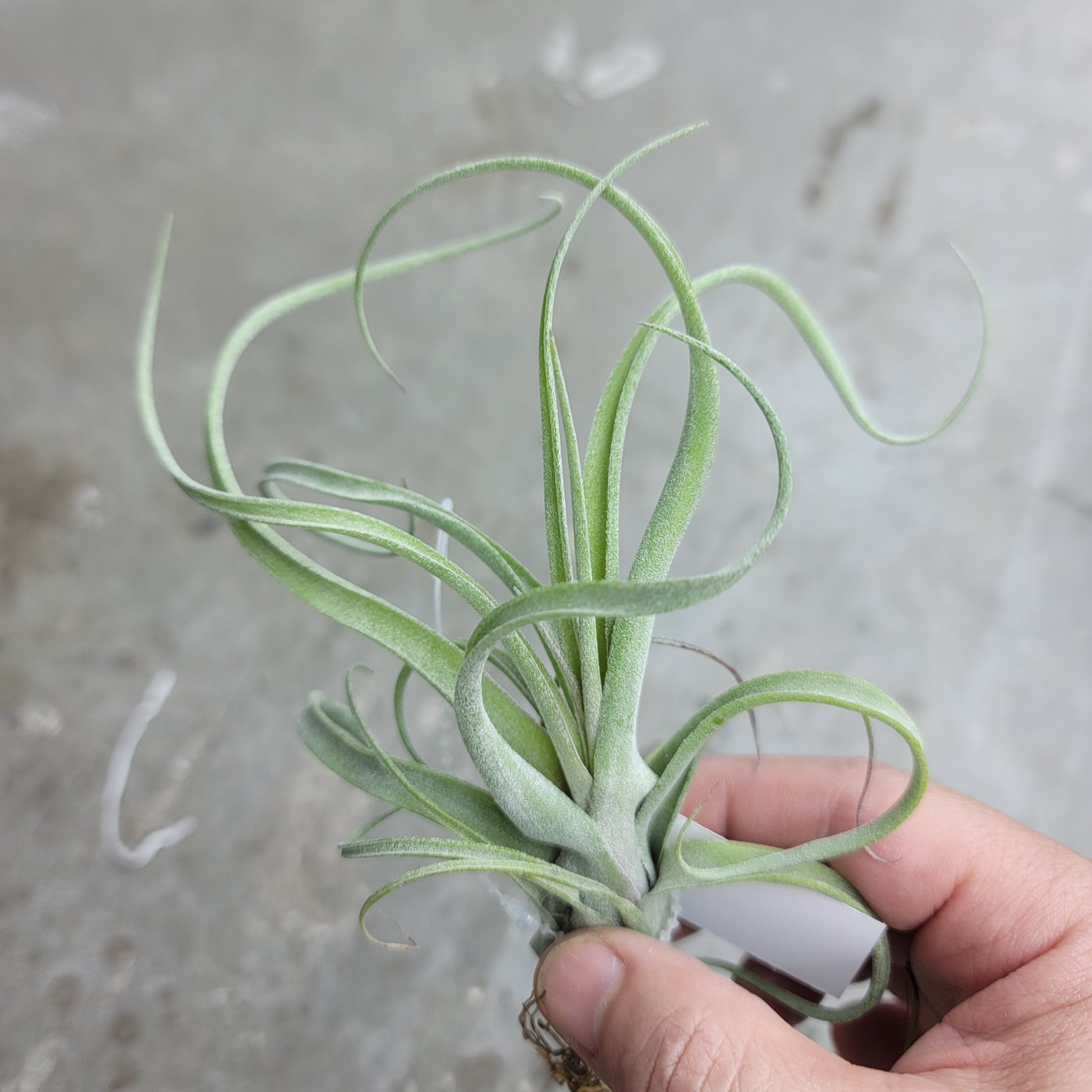 AIRPLANTS - T. Sidewinder  B X S (5-6")
