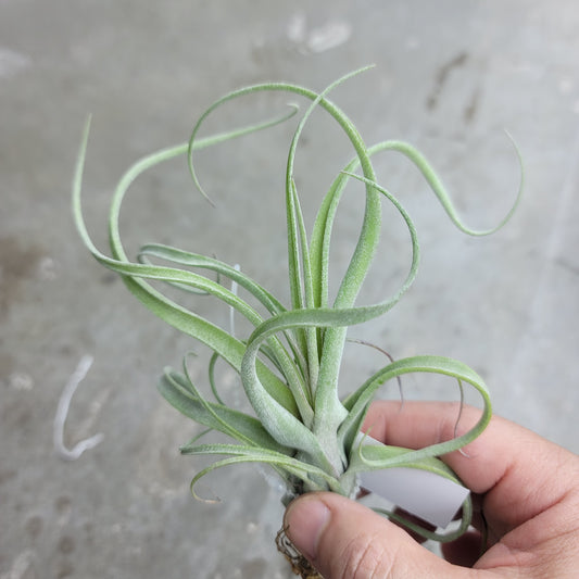AIRPLANTS - T. Sidewinder  B X S (5-6")