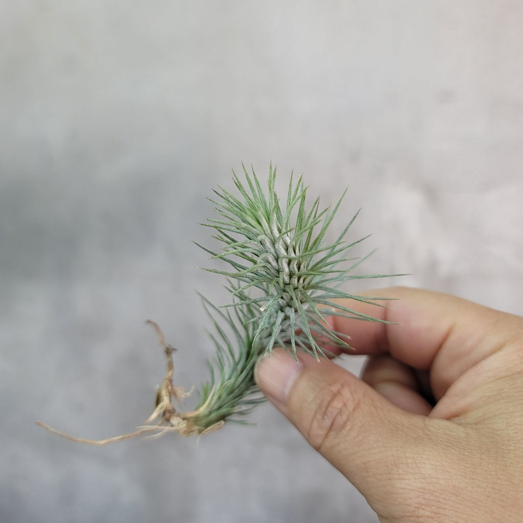 AIRPLANTS - Tillandsia Funckiana