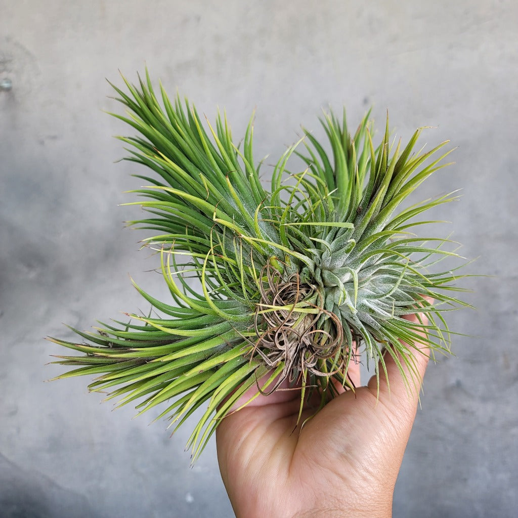 TILLANDSIA IONANTHA CLUMP