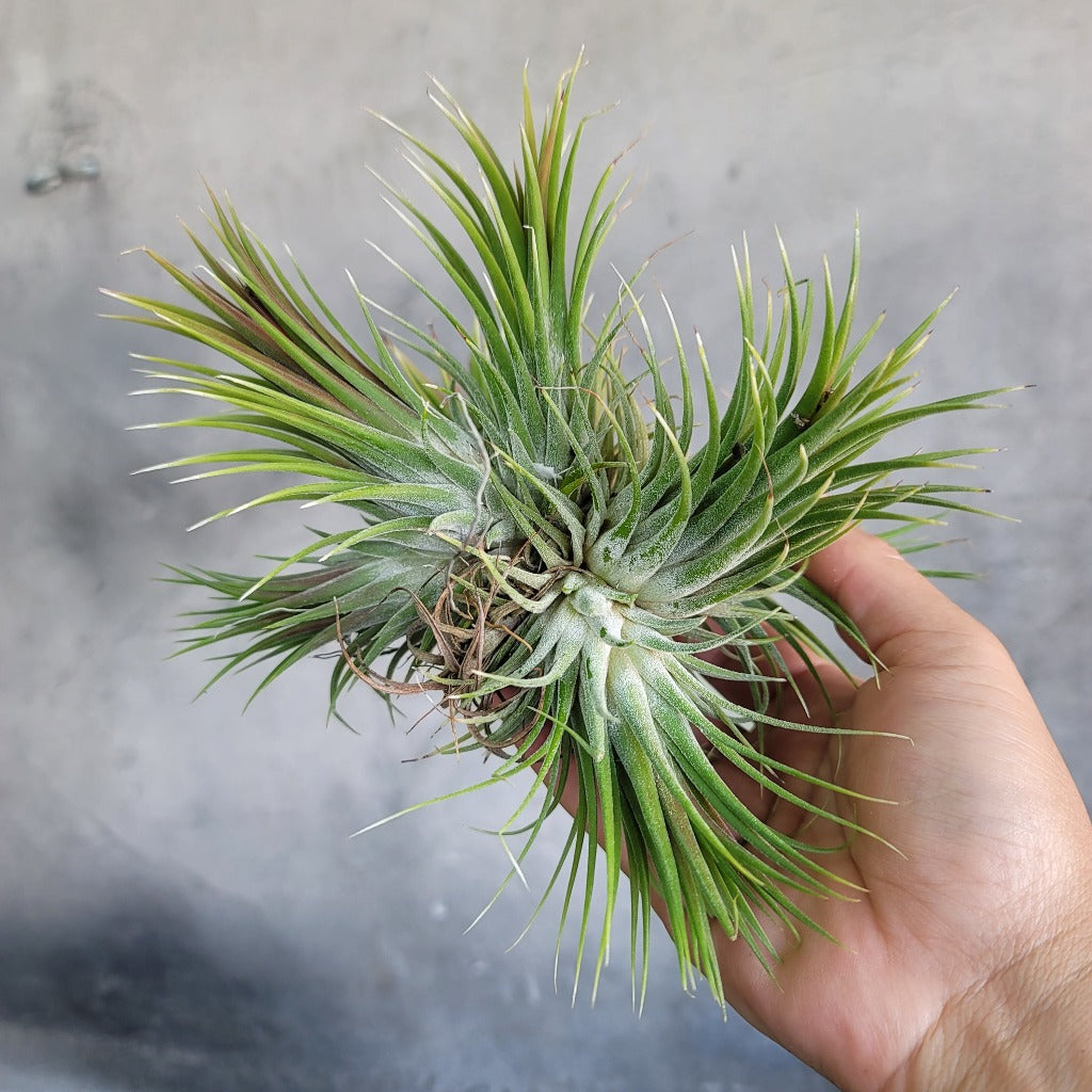 TILLANDSIA IONANTHA CLUMP