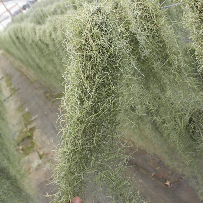 AIRPLANTS - Usenoides Green Goodness - Small Bunch