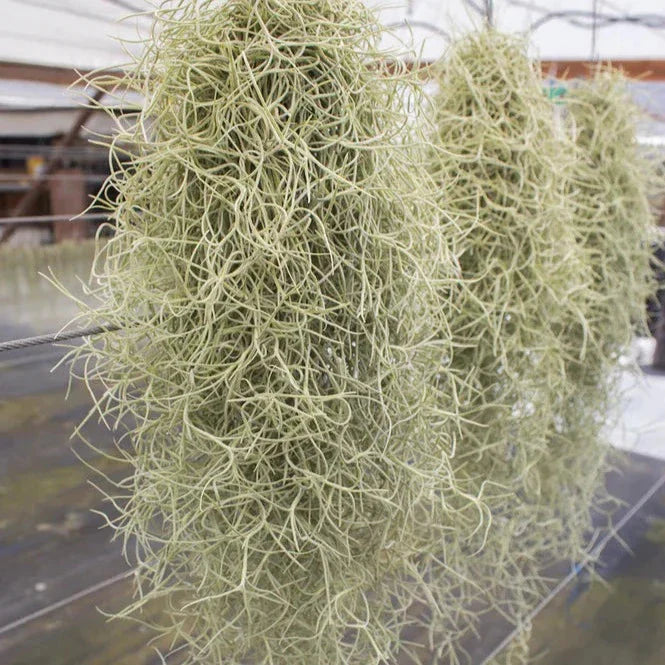 Usneoides Silver Sage (Large bunch)