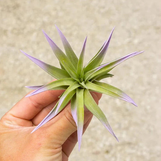 AIRPLANTS - Velutina Lavender Mist 4" (enhanced)