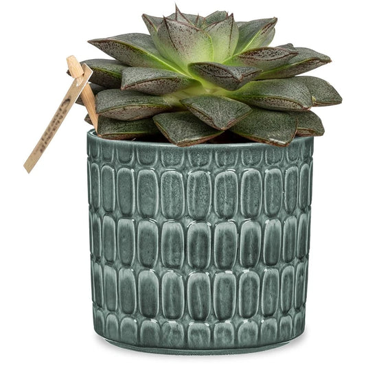 Alma Planter - 4.75"