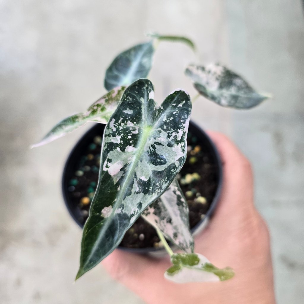 Alocasia amazonica 'Bambino Variegated - 4